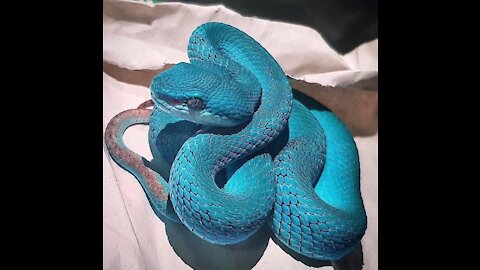 A blue pit Viper