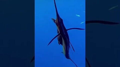 Pacific Sailfish