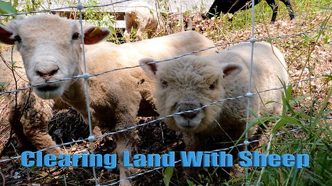 Staining deck and Moving Sheep