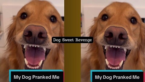 My dog got his sweet revenge! #dog #goldenretriever #dogsoftiktok