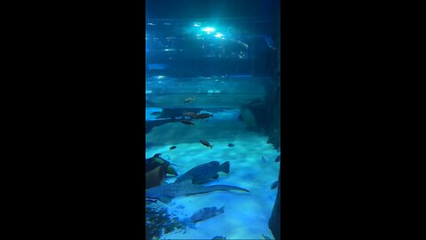 Livestream Replay | Icon Park | Sea Life Aquarium & Madame Tussauds Wax Museum