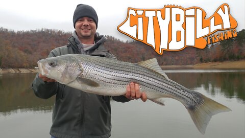 Norris Lake Fall Striper Fishing