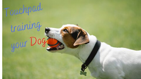 Everyone needs this Dog training skill!!!!! (Touchpad training)