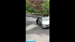 A brutal bear attack on a car