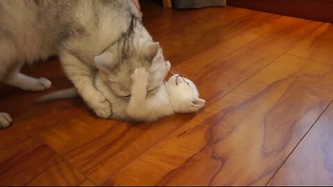 Mama Cat cleaning kittens by force