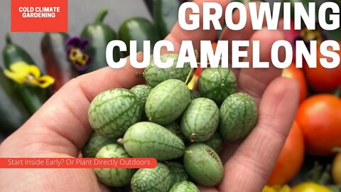 How To Grow Cucamelons? From Cucamelon Fertilizer Needs To Common Issues. | Gardening in Canada