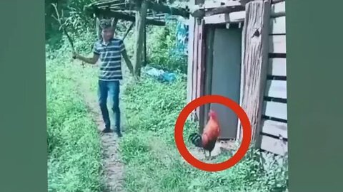 This Rooster wasn't having it #tiktokviral #shorts #viralshorts