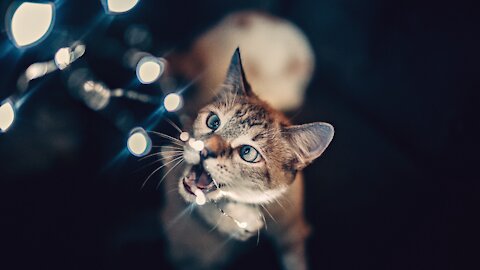 Ariel The Caracat! First shorthair MaineCoon 🐈 Cats Make Me Happy