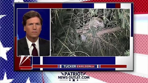 Patriot News Outlet | Tucker: "Why Would The Government Want To Kill These Monkeys"?