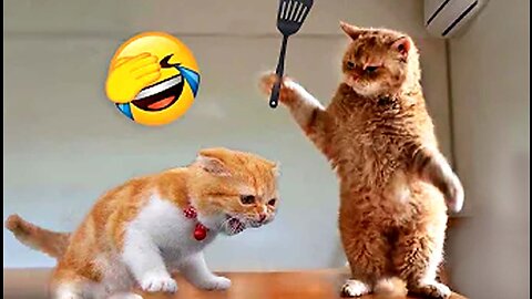 Best Funny Animal Videos Of The 2023 🤣 - Funniest Cats And Dogs Videos 😺😍 #06