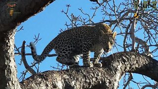 Leopard And Cub - Life Outside The Bushcamp - 45: Energetic After Feeding