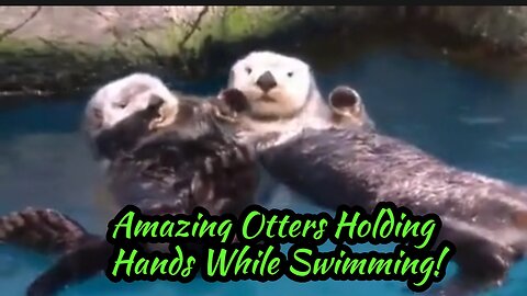Amazing Otters Holding Hands While Swimming!