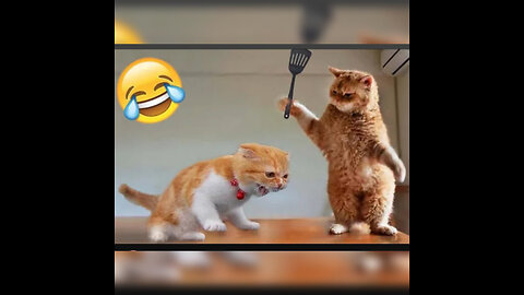 funny animals 2023 in cats and dogs
