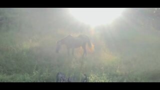 A long visit with the horses in their new paddock, discuss horse health, the dog and my life