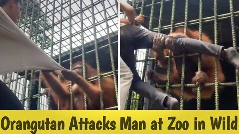 Orangutan Attacks Man In A Zoo