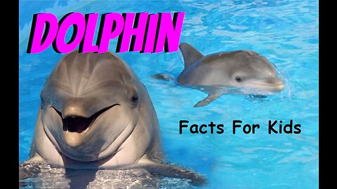 Dolphin Facts For Kids