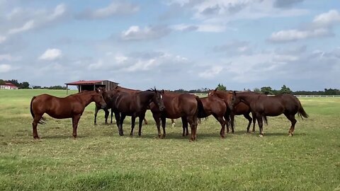 Visiting Another Random Horse Herd In Whitesboro, Texas - Observing Herd Behavior