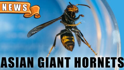 Asian Giant Hornets are Among Us