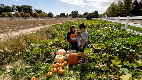 The Beginning of Our Pumpkin & Squash Harvest! 🎃🍂😍