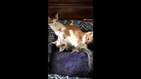 Kitten battle royale!