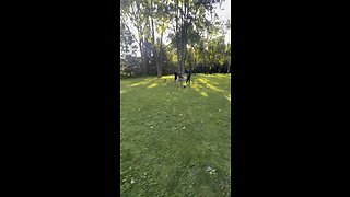 fight breaks out in a public park
