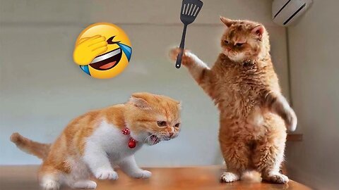 nniest Animals 2023 😂 Funny Cats and Dogs Videos 😺🐶