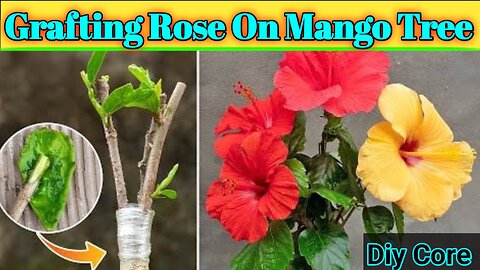 "Mango Flower Grafting: A Beautiful Fusion 🥭 🌹"