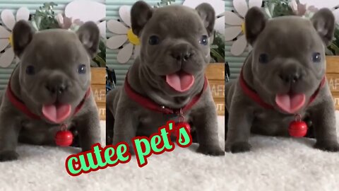 Lovely baby pet's | dogs playing funny😜