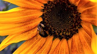 Busy bumblebee works frantically to gather pollen for the winter