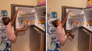 Snack Bandit Hilariously Fails Trying To Climb Fridge