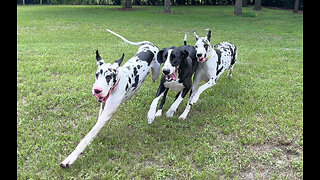 Excited Great Dane Sisters Almost Take Down Dad With Greeting Zoomies