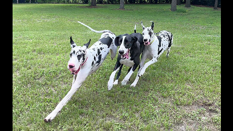 Excited Great Dane Sisters Almost Take Down Dad With Greeting Zoomies