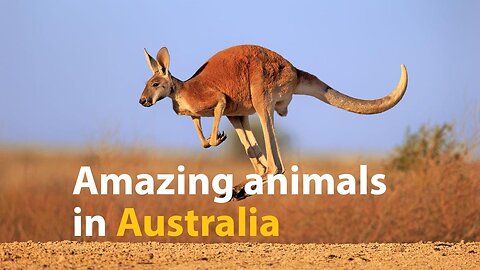 Astonishing Animals You'll Encounter in Australia