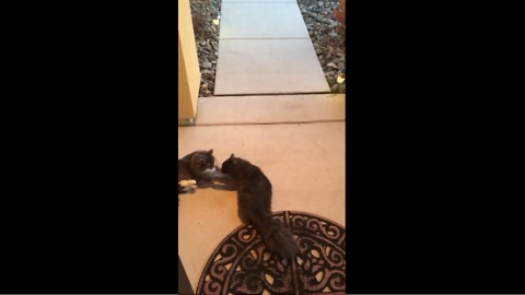 Weirdo cats love to roll around on concrete