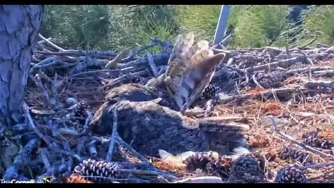 Preening Her Wing and Egg Rolling 🦉 1/30/22 10:47