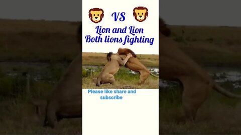 Lion & Lion both lion fighting each other