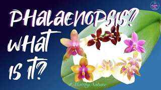 What is a #Phalaenopsis ? | Species | Novelty Phalaenopsis | Complex Hybrids | Origin | History 🌸