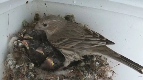 What Most People Don't Know About Hungry Baby Birds.