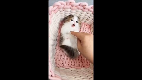 Cute kittens compilation