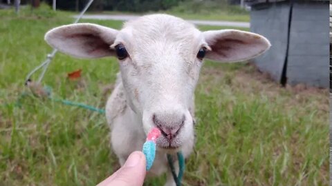 Fun with goats on the side of road - Do goats like sweets? October 4, 2020