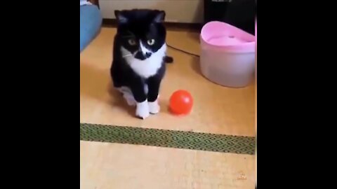 Baby Cats - Cute and Funny Cat Videos Compilation #34 | Aww Animals