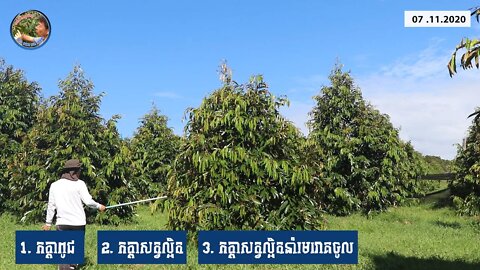 ទុរេន១ដើមនេះឆ្កួត - ឈុន កាំង (012829999)