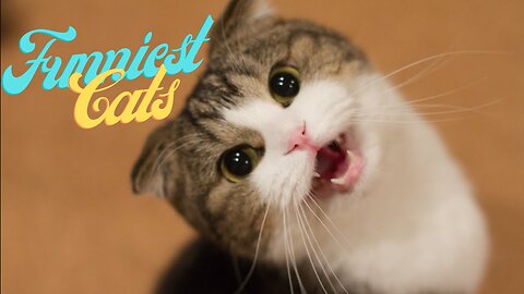 Funniest Cats