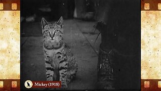 Mickey (1918) 🐱 Cat Movies 🎥🐈