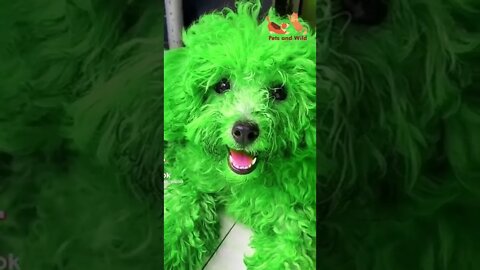 colored dogs - Cute and Funny Animals Reaction Videos Compilation #193 | Pets and Wild #dogs