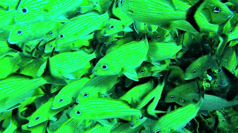 Scuba diver swims through a school of beautiful tropical fish