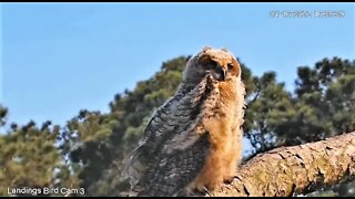 Another Owlet Close-up 🦉 4/10/22 16:37