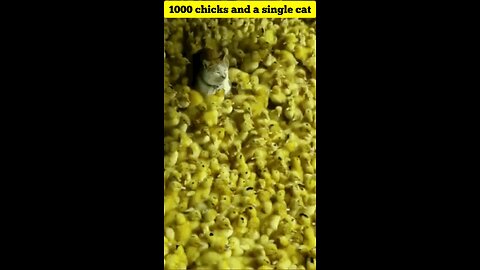 1000 chicks and cat