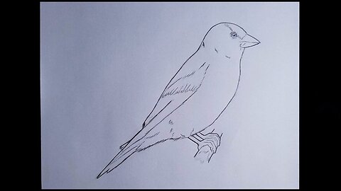 How to Draw A Bird