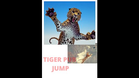 Tiger Pub Jump | Viral Animals Video Clip